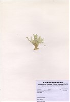 藏品(楔形仙掌藻)的圖片